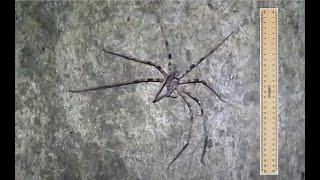 Giant Huntsman Spider Heteropoda maxima [upl. by Laraine470]