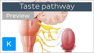 Taste pathway steps and diagram preview  Human Neuroanatomy  Kenhub [upl. by Nodyarb368]