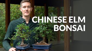 Chinese Elm Bonsai care Ulmus [upl. by Sairtemed]