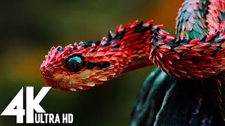 🔴 Wildlife 4K UHD 247  Relaxing Music With Beautiful Nature amp Animals Videos4K Video Ultra HD [upl. by Hung]