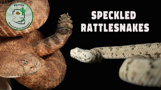 Speckled Rattlesnakes in Arizona [upl. by Fia]