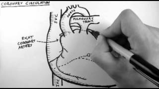 Coronary Circulation [upl. by Adalie]