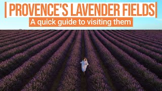 A quick guide to visiting Provences blooming lavender fields [upl. by Colpin]