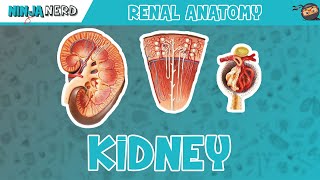 Renal  Kidney Anatomy Model [upl. by Roderick]