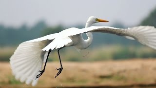 Great Egret Bird [upl. by Chemesh338]