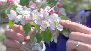 Pollination Methods Fruit Trees [upl. by Imoian]