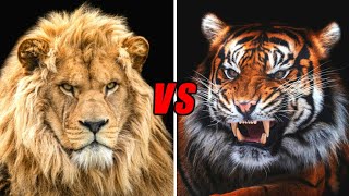 tiger roar vs lion roar  ANIMALS CRUASH [upl. by Hsakiv]