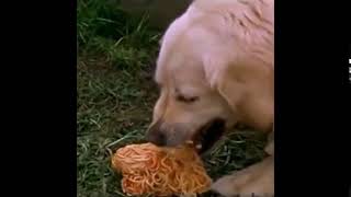 Dog throwing up spaghetti meme [upl. by Amy]