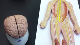 Peripheral Nervous System PNS lab models [upl. by Bradeord936]