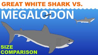 Megalodon vs Great white shark  Size Comparison  Animated [upl. by Platt94]