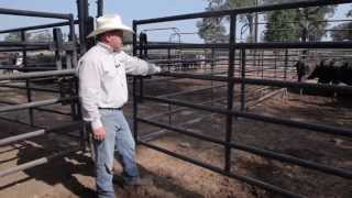 Priefert Cattle Working System Demo [upl. by Corissa]