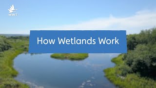 Why Wetlands are Natures SuperSystems  WWT [upl. by Ytisahcal293]