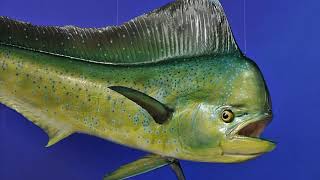 Facts The Dolphinfish MahiMahi [upl. by Xer759]