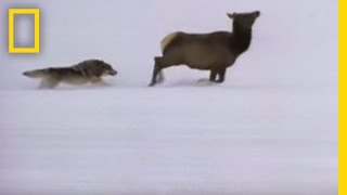 Wolf Hunting Tactics  National Geographic [upl. by Llennahc671]