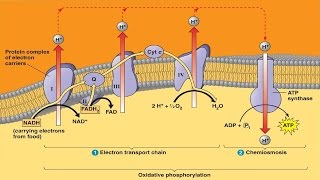 Electron Transport System and ATP Synthesis [upl. by Lamhaj]