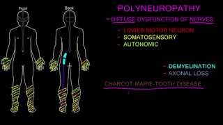 Polyneuropathy [upl. by Harp]