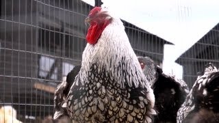 Silver Laced Wyandottes  Farm Raised With P Allen Smith [upl. by Atenik]