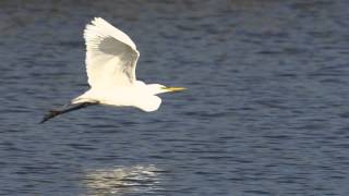 Great Egret in Flight at Arcata Marsh [upl. by Laird]