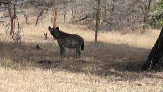 awesome wildlife in Selous [upl. by Oigroeg]