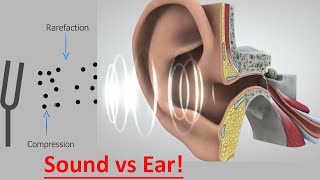 Sound waves frequencies amp human hearing explained [upl. by Eolande338]