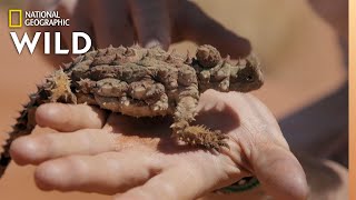 The Thorny Devil of Australia  Out There With Jack Randall [upl. by Parker]