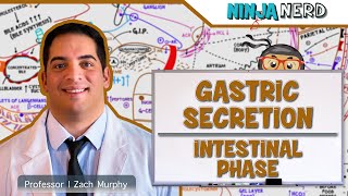 Gastrointestinal  Gastric Secretion The Intestinal Phase [upl. by Francisca]