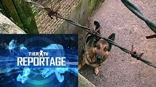 Reportage Hundequäler [upl. by Garaway]