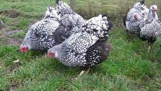 SILVER LACED WYANDOTTE LARGE FOWL FROM CHESHIRE POULTRY [upl. by Anerrol]