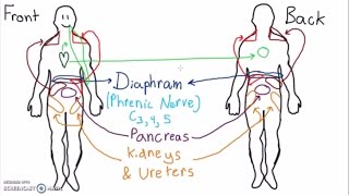 Abdominal Dermatomes and Referred Pain [upl. by Luhey]