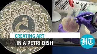 Awardwinning art in a petri dish [upl. by Analram]