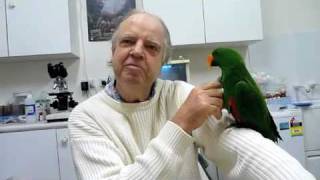 Behavioural Problem in Eclectus Parrot with Randy Bird Syndrome 1 220710 [upl. by Quincey]