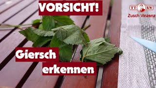 Wie erkenne ich den echten Giersch welcher sehr gesund ist Richtig erkennen Vorsicht Verwechslung [upl. by Ahcsat509]