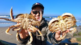 Catching Big Crabs on the Beach  Snaring [upl. by Riatsala]