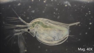 Daphnia magna under the Microscope [upl. by Llewxam888]