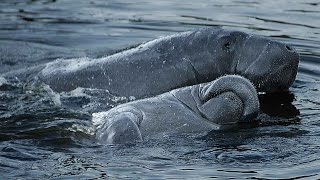 Manatees being cute Manatees playing in Florida near Orlando [upl. by Boniface414]