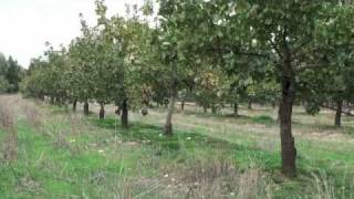 Pistachio Harvesting amp Processing  Small Is Beautiful [upl. by Zelazny]