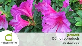 Cómo reproducir las azaleas [upl. by Younger37]