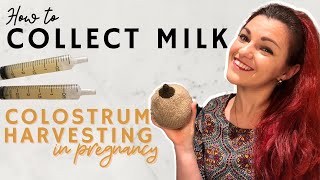 Hand Expression In Pregnancy  How To Collect Colostrum [upl. by Gaw]