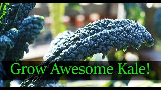 How To Grow The Best Kale  From Seed To Harvest 2019 [upl. by Anale31]