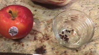 How To Germinate Apple Seeds  The Easy Way [upl. by Liatnahs]