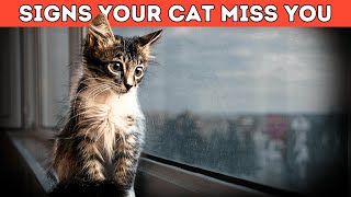 Does Your Cat Miss You When Your Away [upl. by Della]