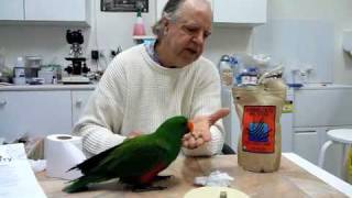 Eclectus Parrot Food Harrisons High Potency Coarse Pellets [upl. by Whitver]