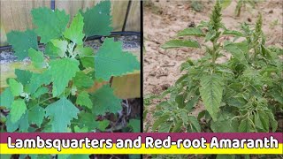 2 Pigweeds Lambsquarters and Redroot Amaranth [upl. by Danielson388]