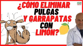 Cómo ELIMINAR PULGAS de mi PERRO y de mi CASA con LIMÓN 🟢 REPELENTE para PULGAS y GARRAPATAS casero [upl. by Warram]