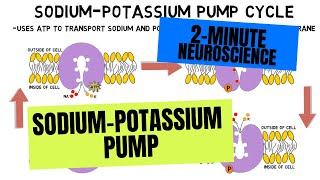 2Minute Neuroscience SodiumPotassium Pump [upl. by Leiba]