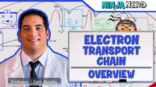 Metabolism  Electron Transport Chain Overview [upl. by Zakaria]