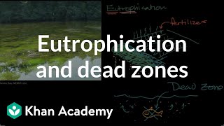 Eutrophication and dead zones  Ecology  Khan Academy [upl. by Abih390]