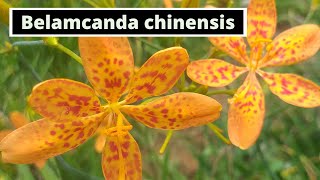 Belamcanda chinensis Leopard Lily [upl. by Manus124]