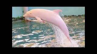 Documental los delfines rosados Documentales Animal Planet En Español  2017 [upl. by Cagle808]