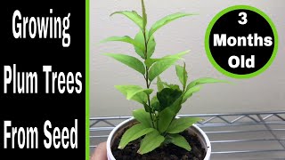 How To Grow Plum Trees From Seed 03 Months [upl. by Jerusalem]